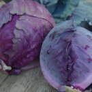 Cabbage Red Acre Organic Seed Op Fresh Garden