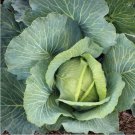 Cabbage Drumhead Organic Seed Op Fresh Garden