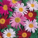 Flower Painted Daisy Pyrethrum Mix Seeds Organic Op Fresh Garden