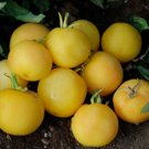 Tomato Garden Peach 25 Seeds Organic Open Pollinated Fresh Garden Tomato Garden Peach 25 Seeds Organic Open Pollinated Fresh Garden
