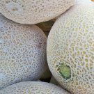 Cantaloupe Rocky Ford 35 Vegetable Seed Organic Fresh Garden
