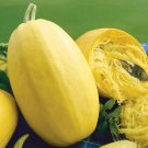 Squash X Large Spaghetti Organic Seeds Fresh Garden Squash X Large Spaghetti Organic Seeds Fresh Garden