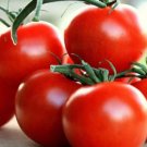 Tomato Campari 15 Organic Seeds Fresh Garden