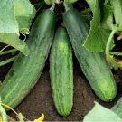 Cucumber Spacemaster 20 Organic Seeds Fresh Garden