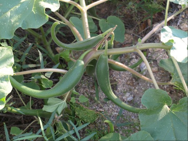 Devils Claw Seeds Open Pollinated Fresh Garden