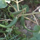 Devils Claw Seeds Open Pollinated Fresh Garden