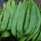 Bean Roma Italian Vegetable Seeds Fresh Garden