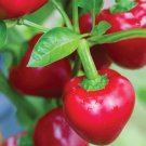 Pepper Sweet Cherry Organic Seeds Fresh Garden