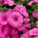 Rose Mallow Seeds Tanagra Seeds Organic Open Pollinated Fresh Garden Rose Mallow Seeds Tanagra Seeds Organic Open Pollinated Fresh Garden