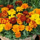Marigold French Mix Red Orange Yellow Pelleted 25 Seeds Op Fresh Garden Marigold French Mix Red Orange Yellow Pelleted 25 Seeds Op Fresh Garden