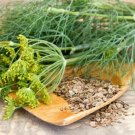 Dill Bouquet 100 Seeds Pickling Spice Organic Fresh Garden Dill Bouquet 100 Seeds Pickling Spice Organic Fresh Garden
