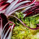 Endive Radicchio Gourmet Mix Organic Seeds Nongmo Fresh Garden Endive Radicchio Gourmet Mix Organic Seeds Nongmo Fresh Garden
