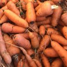 Carrot Red Cored Chantenay 500 Organic Seeds Fresh Garden Carrot Red Cored Chantenay 500 Organic Seeds Fresh Garden