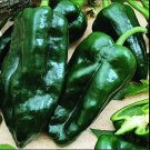 Pepper Ancho Grande 40 Organic Seeds Best Chili Powder Fresh Garden Pepper Ancho Grande 40 Organic Seeds Best Chili Powder Fresh Garden