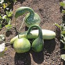 Gourds Large Mix Ornamental Organic Seeds Fresh Garden