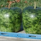 Gourds Apple Xlarge Ornamental Organic Seeds Fresh Garden