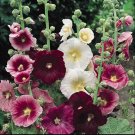 Hollyhock Indian Spring Seeds Open Pollinated Fresh Garden