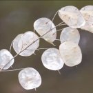 Lunaria Money Plant Silver Dollar Seeds Organic Open Pollinated Fresh Garden Lunaria Money Plant Silver Dollar Seeds Organic Open Pollinated Fresh Garden
