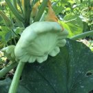 Squash Bennings Green Tint Patty Pan Organic Seeds Fresh Garden