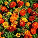 Marigold French Sparky Mix 150 Seeds Open Pollinated Fresh Garden