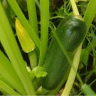 Zucchini Italian Zucca De Lungo Verde Fresh Garden