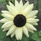 Sunflower Italian White 15 Seeds Open Pollinated Fresh Garden
