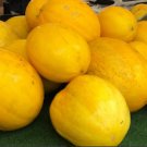 Melon Spanish Melon Canary Specialty Op Fresh Garden