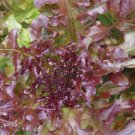 Lettuce Red Leaf Salad Bowl 100 Organic Seed Fresh Garden Lettuce Red Leaf Salad Bowl 100 Organic Seed Fresh Garden