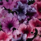 Petunia Daddy Series Beautiful Mix Of Colors Pelleted Seeds Fresh Garden