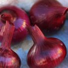 Onion Red Cipollini 100 Seeds Long Day Fresh Garden