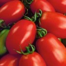 Tomato Napoli Determinate 25 Seeds Open Pollinated Fresh Garden
