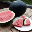 Watermelon Sugar Baby Organic Seeds Open Pollinated Fresh Garden