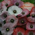 Poppy Shirley Beautiful Color Mix 100 Seeds Open Pollinated Fresh Garden Poppy Shirley Beautiful Color Mix 100 Seeds Open Pollinated Fresh Garden