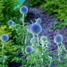 Perennial Wildflower Heavenly Blues Mix 100 Seeds Open Pollinated Fresh Garden Perennial Wildflower Heavenly Blues Mix 100 Seeds Open Pollinated Fresh Garden
