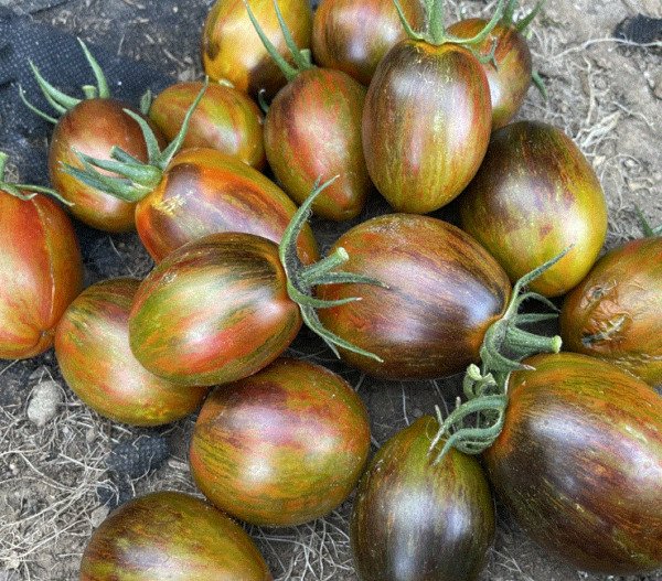 Tomato Brads Atomic Grape Organic Fresh Garden