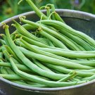 Bean Blue Lake 274 Bush Organic Seeds Fresh Garden