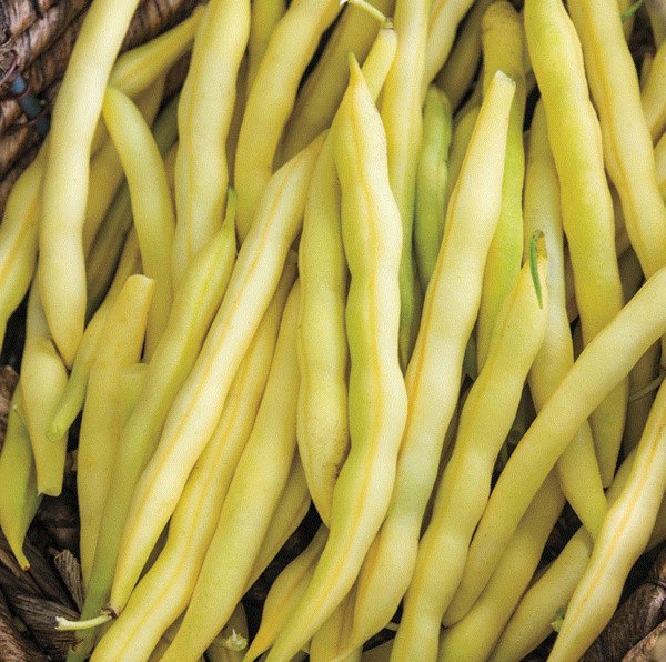 Bean Yellow Wax Bush Vegetable Seeds Fresh Garden