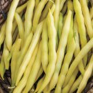 Bean Yellow Wax Bush Vegetable Seeds Fresh Garden