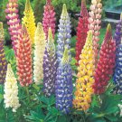 Lupine Tutti Frutti Rainbow Mix 25 Colorful Seeds Seeds Fresh Garden Lupine Tutti Frutti Rainbow Mix 25 Colorful Seeds Seeds Fresh Garden
