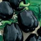 Pepper Black Midnight Bell Seeds Fresh Garden