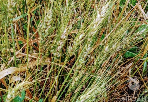 Wheat Flour Sprouting Hard Red Winter Organic Sweet 99% Germ Fresh Garden