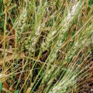 Wheat Flour Sprouting Hard Red Winter Organic Sweet 99% Germ Fresh Garden