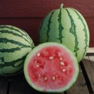 Watermelon Dixie Queen Seeds Open Pollinated Fresh Garden