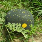 Watermelon Moon & Stars 10 Seeds Open Pollinated Fresh Garden
