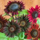 Sunflowerchocolate Cherry 15 Seeds Open Pollinated Fresh Garden