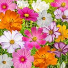 Cosmos Crazy Mix 50 Seeds Organic Open Pollinated Fresh Garden Cosmos Crazy Mix 50 Seeds Organic Open Pollinated Fresh Garden