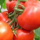 Tomato Rutgers Determinate 15 Organic Seeds Open Pollinated Fresh Garden