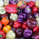 Pepper Rainbow Mix Giant Grand Bell Organic Seeds Fresh Garden