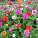 Zinnia California Giants 50 Seeds Open Pollinated Fresh Garden