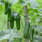 Cucumber Muncher Burpless Organic Seeds Fresh Garden